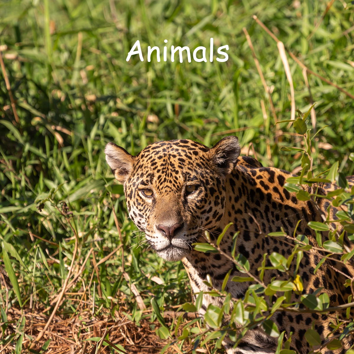 Nature and Wildlife - Animals
