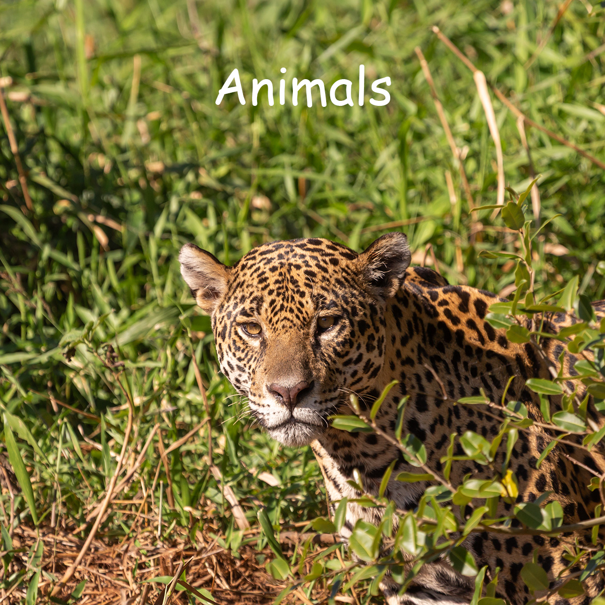 Nature and Wildlife - Animals