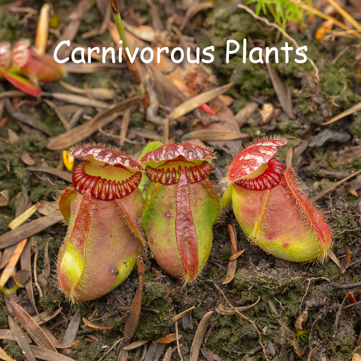 Nature and Wildlife - Animals