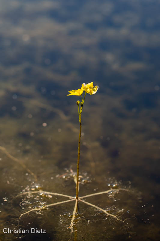IMG_5569-utricularia_inflata.jpg
