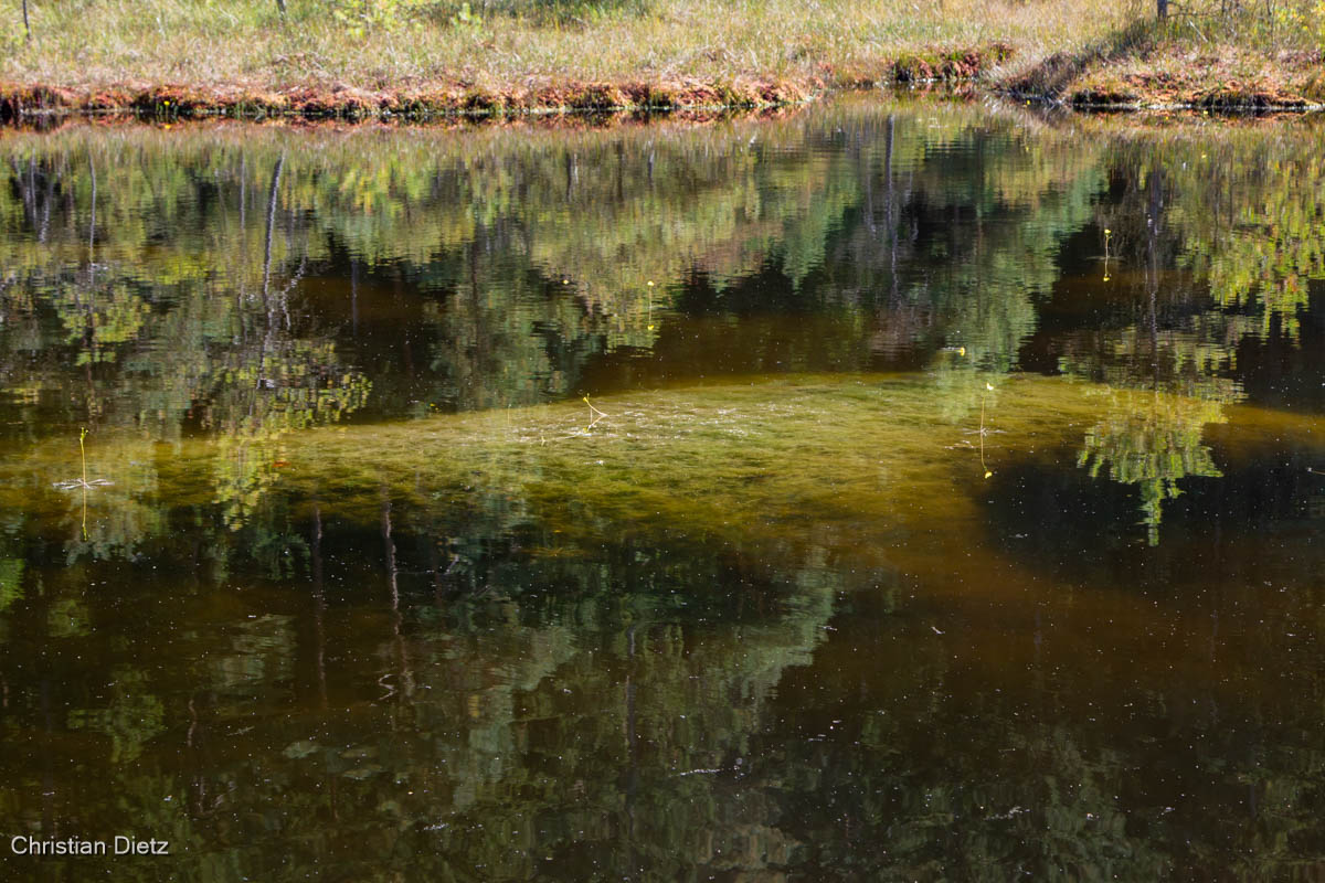 IMG_5577-utricularia_inflata.jpg