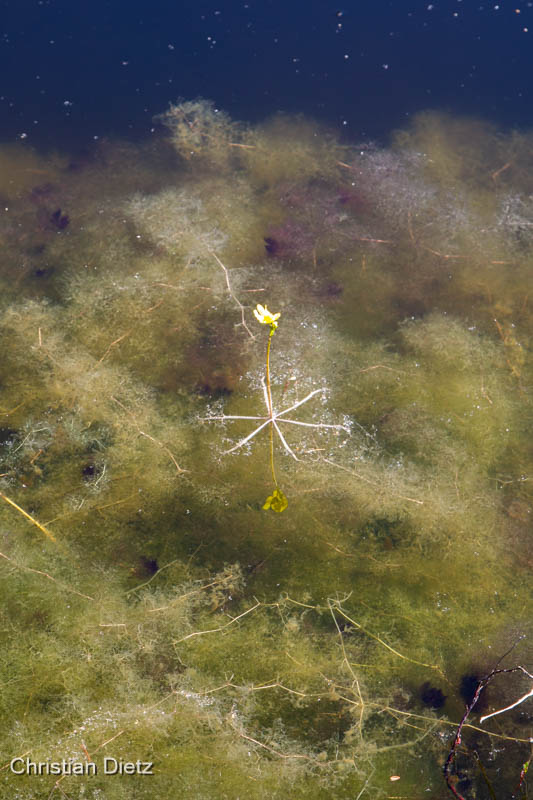 IMG_5578-utricularia_inflata.jpg