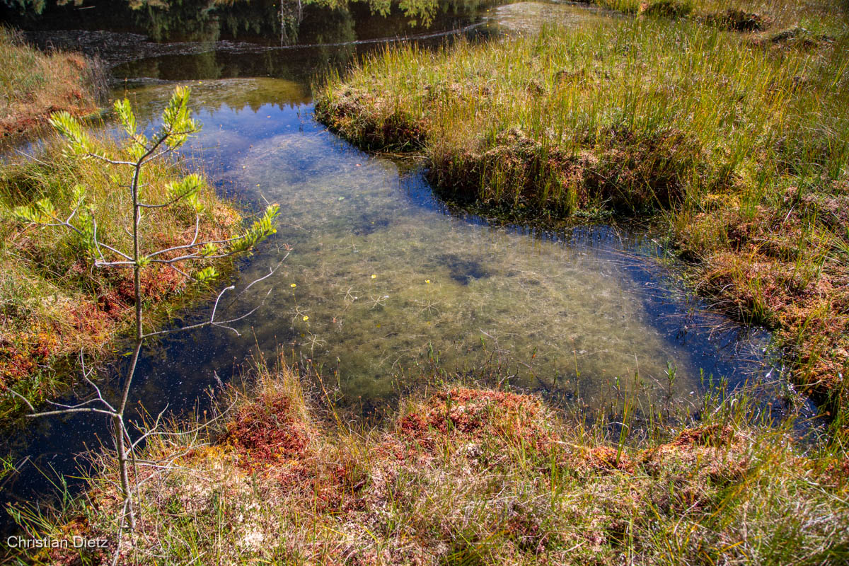 IMG_5589-utricularia_inflata.jpg