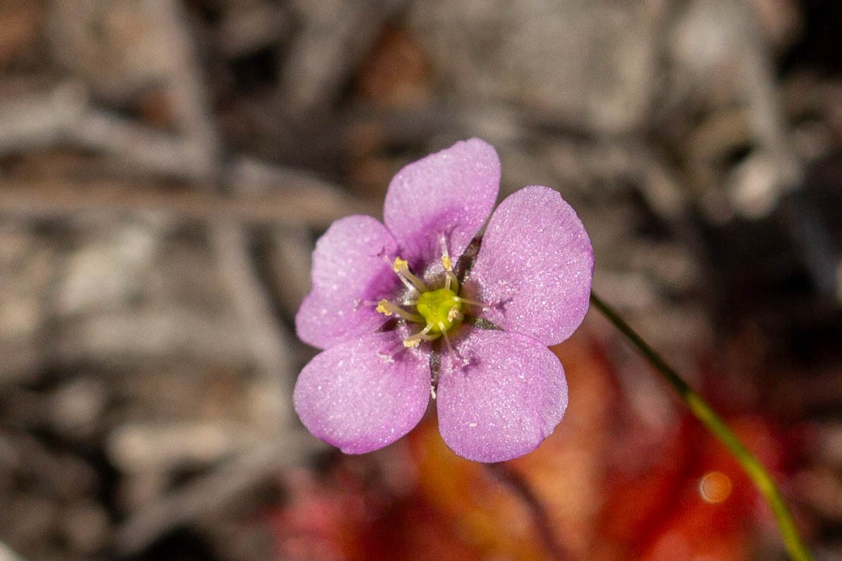 IMG_2396-drosera_trinervia.jpg