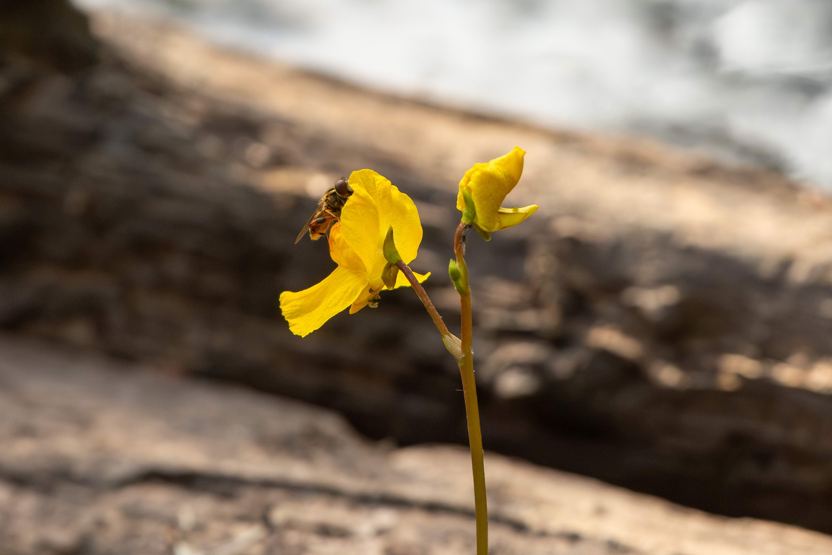 IMG_7783-utricularia_australis.jpg