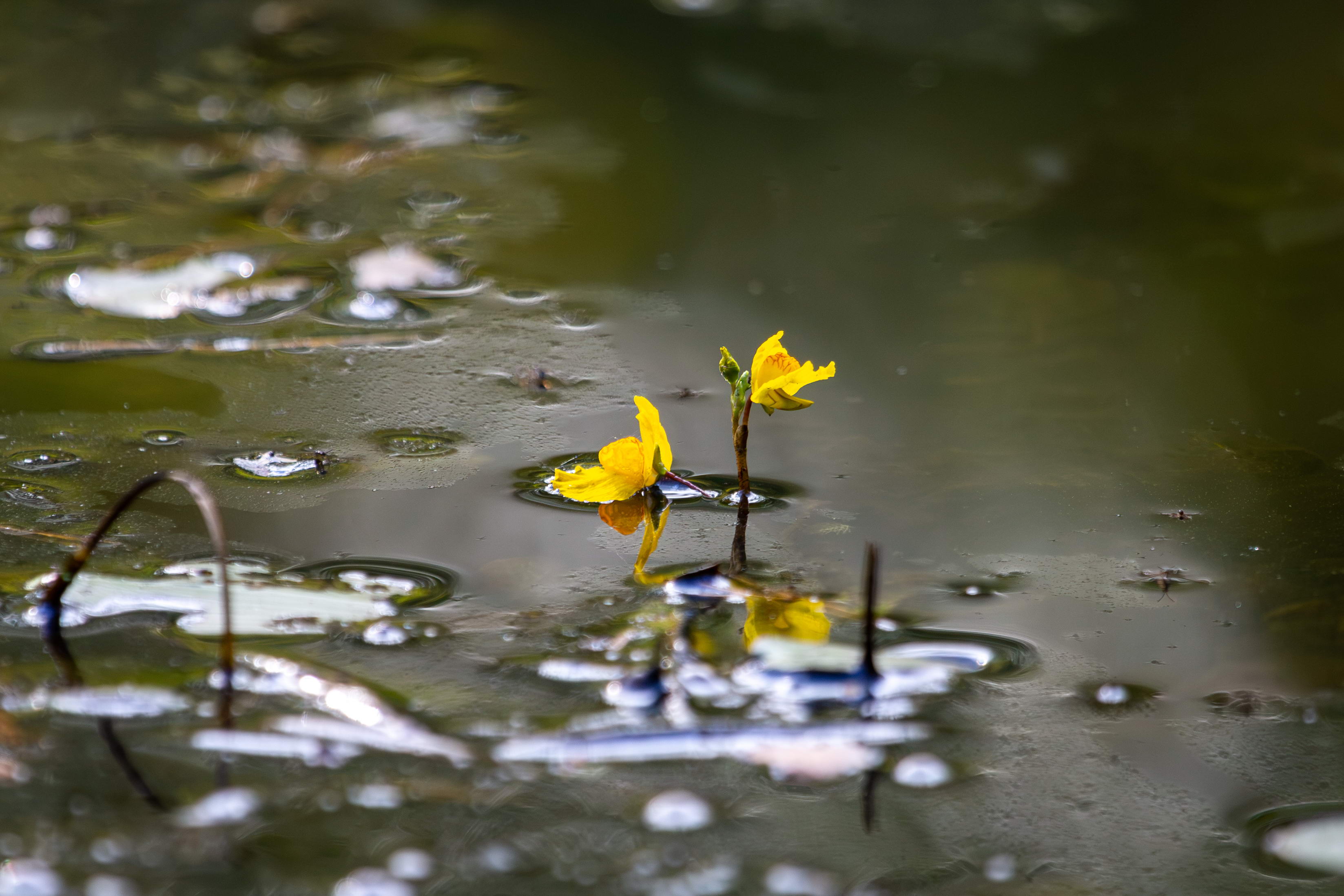 IMG_7791-utricularia_australis.jpg