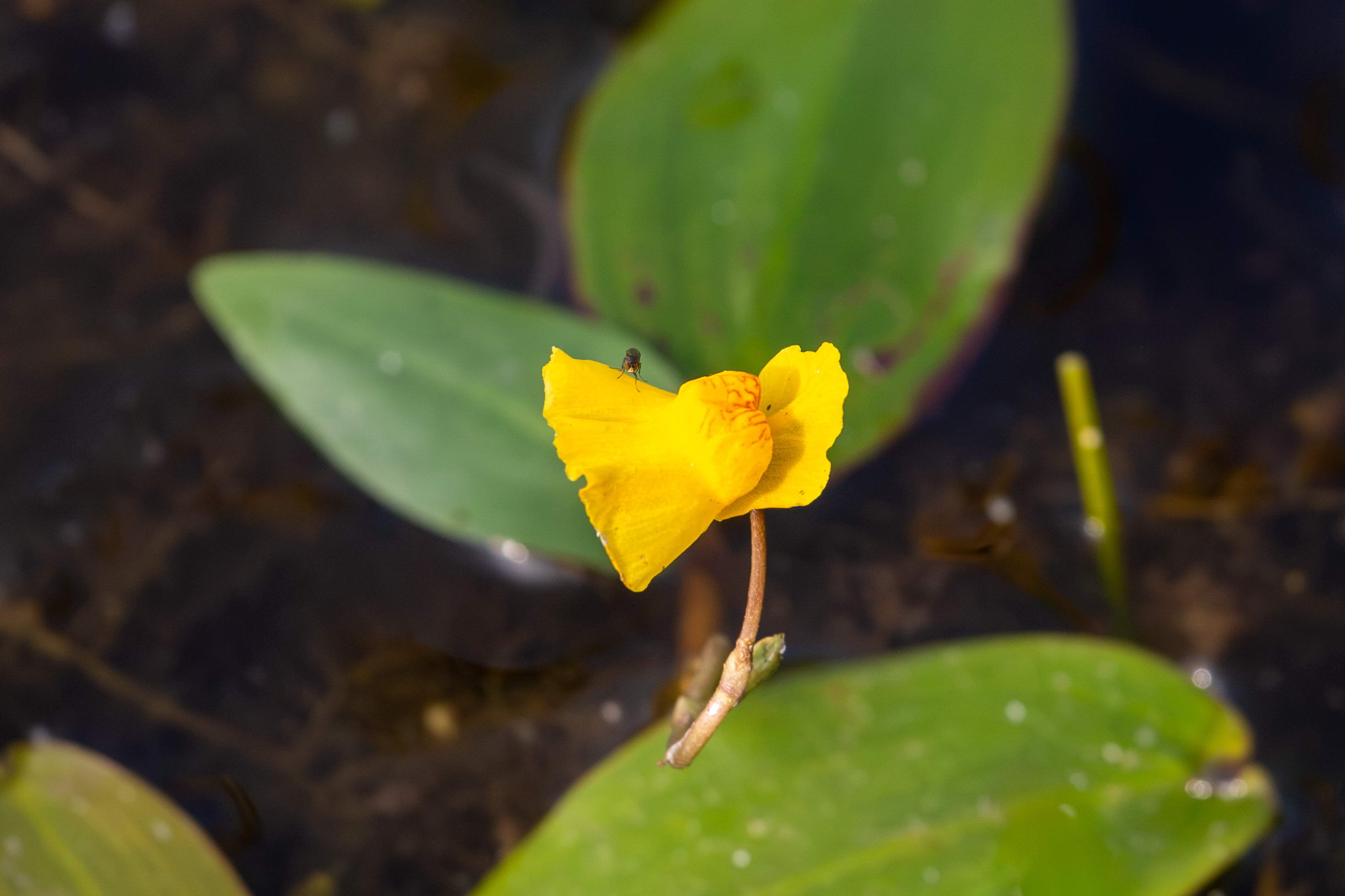 IMG_7801-utricularia_australis.jpg