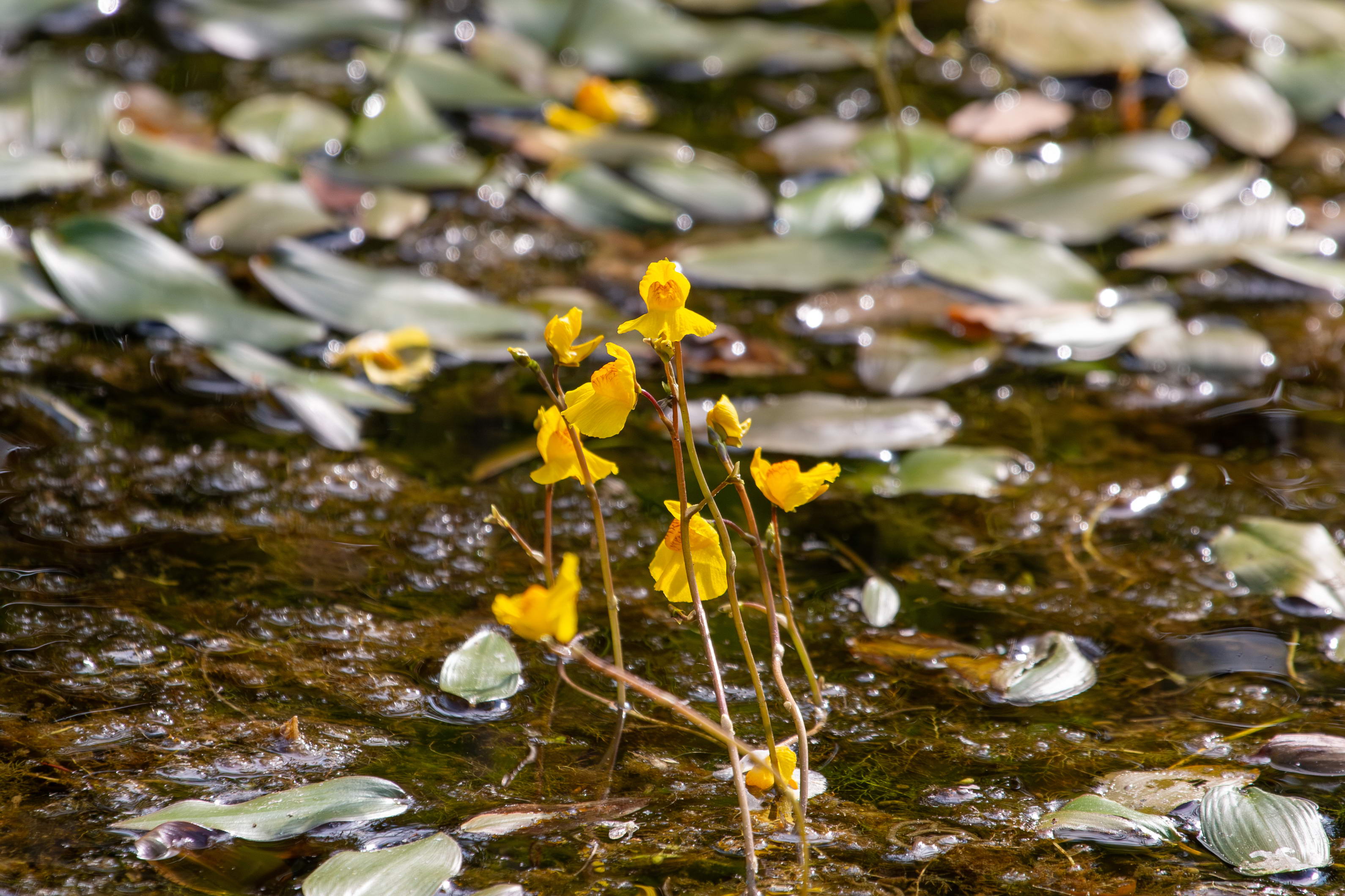 IMG_7816-utricularia_australis.jpg