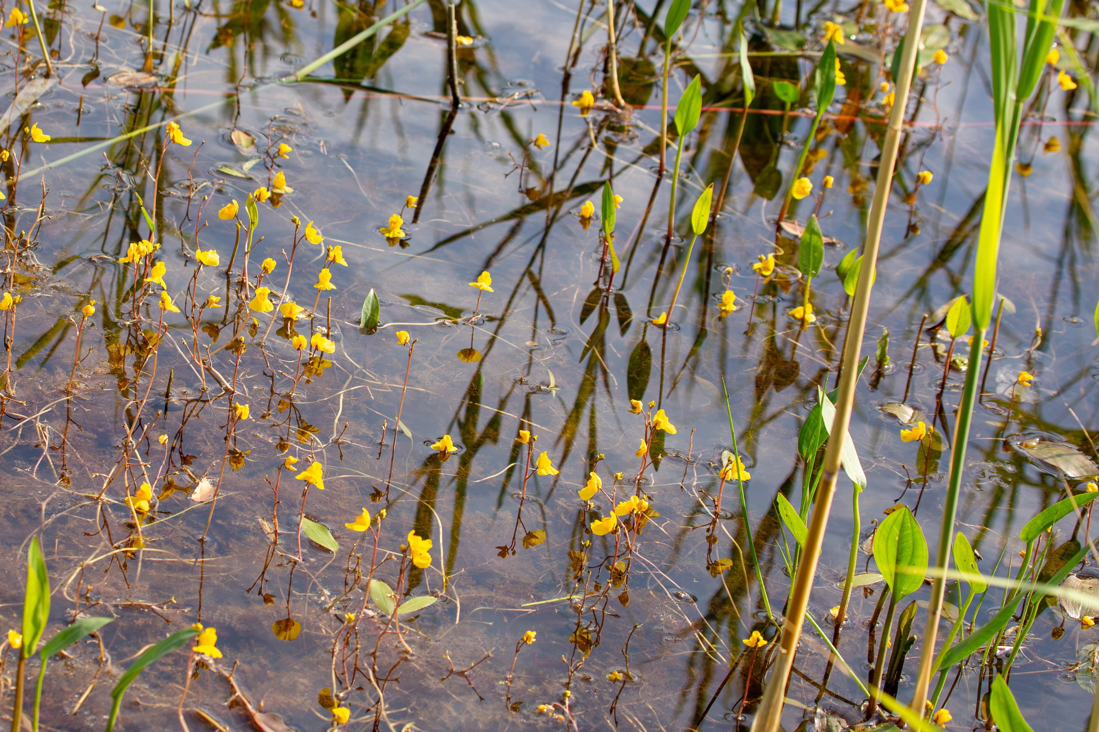 IMG_7817-utricularia_australis.jpg