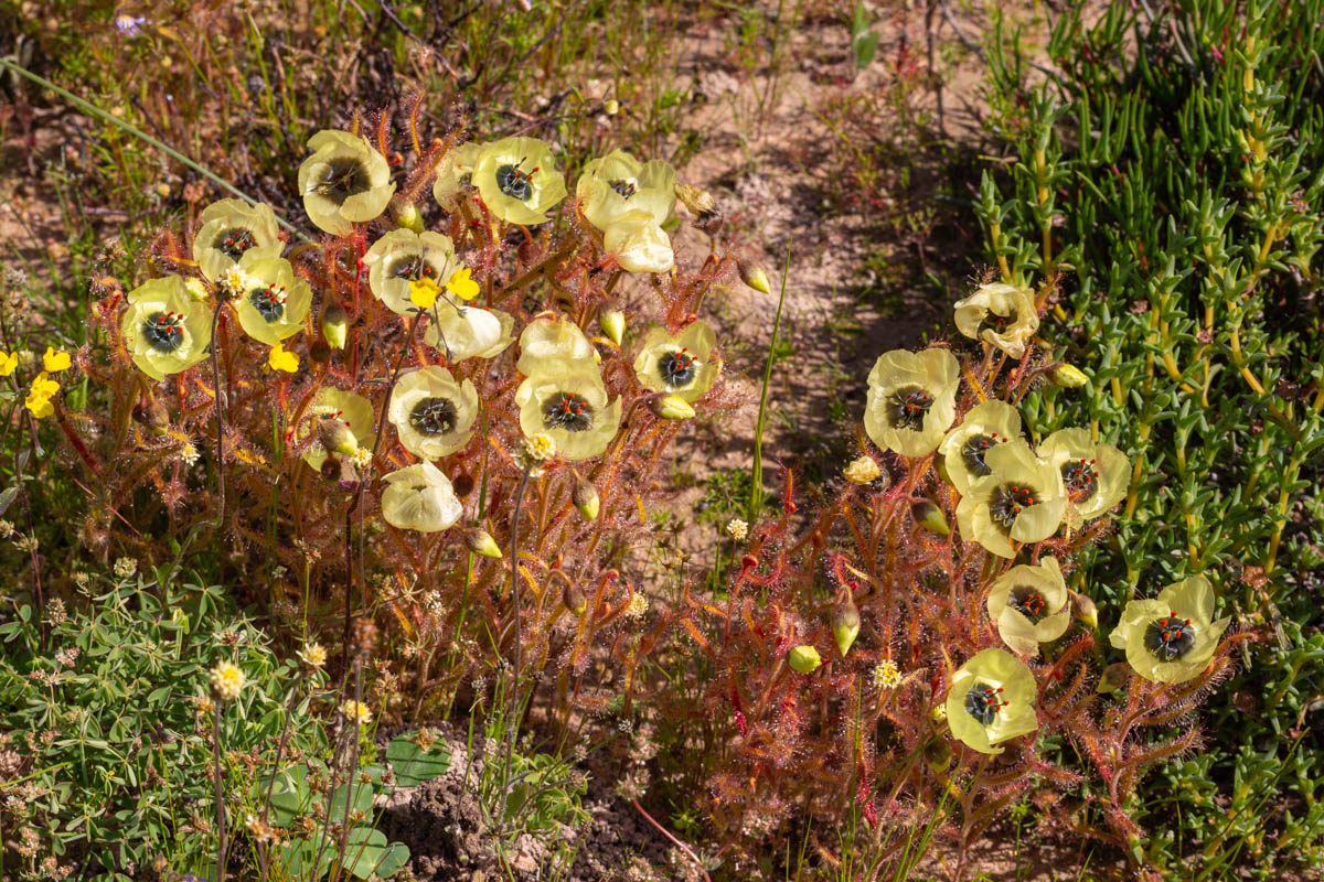 Drosera cistiflora "yellow flower"