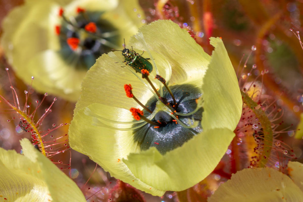 Die gelbblühende Drosera cistiflora