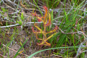 Drosera cistiflora "red flower"