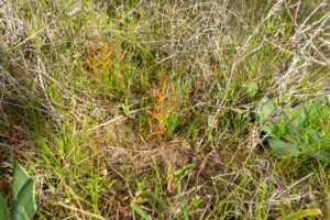 Drosera cistiflora "red flower"