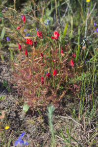 Drosera cistiflora "red flower"