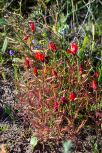 Drosera cistiflora "red flower"