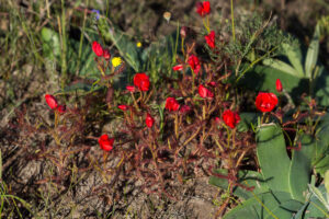 Drosera cistiflora "red flower"