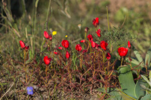 Drosera cistiflora "red flower"