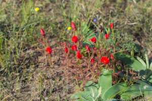 Drosera cistiflora "red flower"