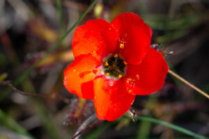 Drosera cistiflora "red flower"