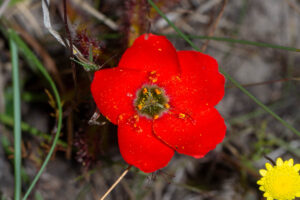 Drosera cistiflora "red flower"