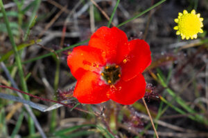 Drosera cistiflora "red flower"