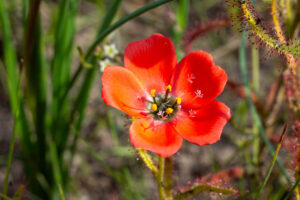 Drosera cistiflora "red flower"