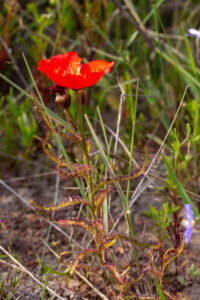 Drosera cistiflora "red flower"
