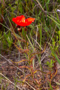 Drosera cistiflora "red flower"