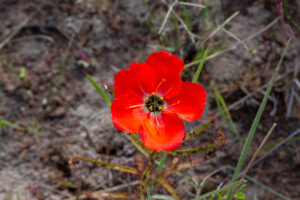 Drosera cistiflora "red flower"
