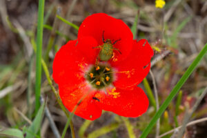 Drosera cistiflora "red flower"