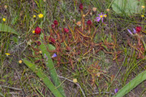 Drosera cistiflora "red flower"