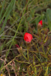 Drosera cistiflora "red flower"