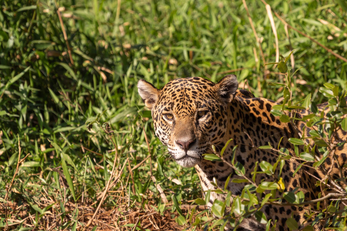 Der Jaguar im Pantanal