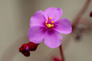 Drosera rubrifolia in Kultur