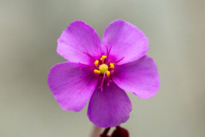 Drosera rubrifolia in Kultur
