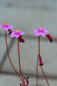 Drosera rubrifolia in Kultur