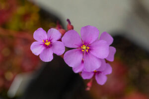 Drosera rubrifolia in Kultur
