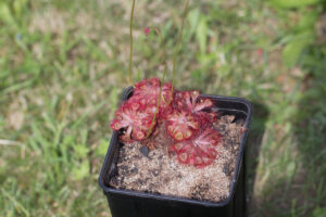 Drosera rubrifolia in Kultur
