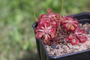 Drosera rubrifolia in Kultur