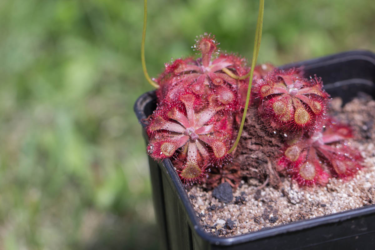 Kulturhinweise zu Drosera rubrifolia