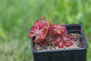 Drosera rubrifolia in Kultur