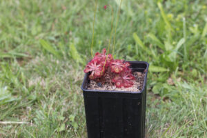 Drosera rubrifolia in Kultur